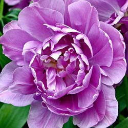 Tulipán doble tardío 'Lilac Perfection'